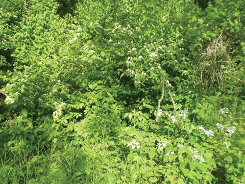 Property photo 5 - 20 Acres Offered in 3 Tracts - Hunting, Wildlife, & Recreation!
